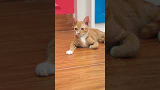 I found the fish for my cat || Tôi tìm thấy con cá cho con mèo của tôi #cats#catvideos #cat#shorts