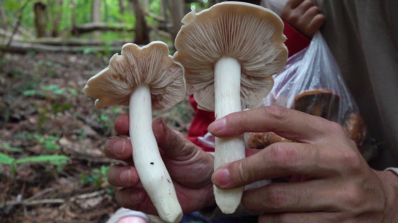 また一つ美味しい大型キノコを覚えました