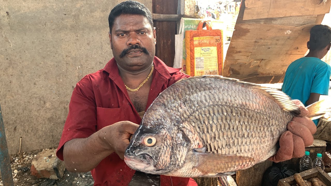INCREDIBLE SPEED KASIMEDU SELVAM FISH CUTTING🔪KF FISH CUTS