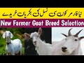 Best Breed of Goat for Farming | Goat Farming Business | How to Set up Goat Farming Business #goat