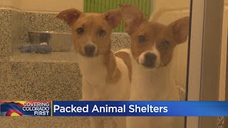 Animal Shelters Filling Up With Pets