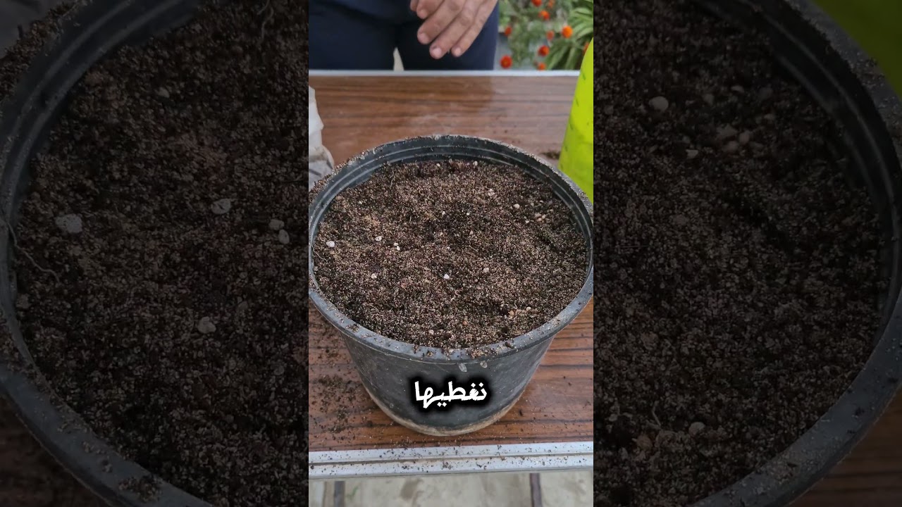 زراعة الكزبرة 🌿🌸 #اشجار #زراعة #زراعة_الأسطح #plants #garden #اكسبلور