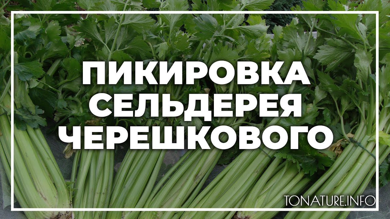 Пикировка сельдерея корневого