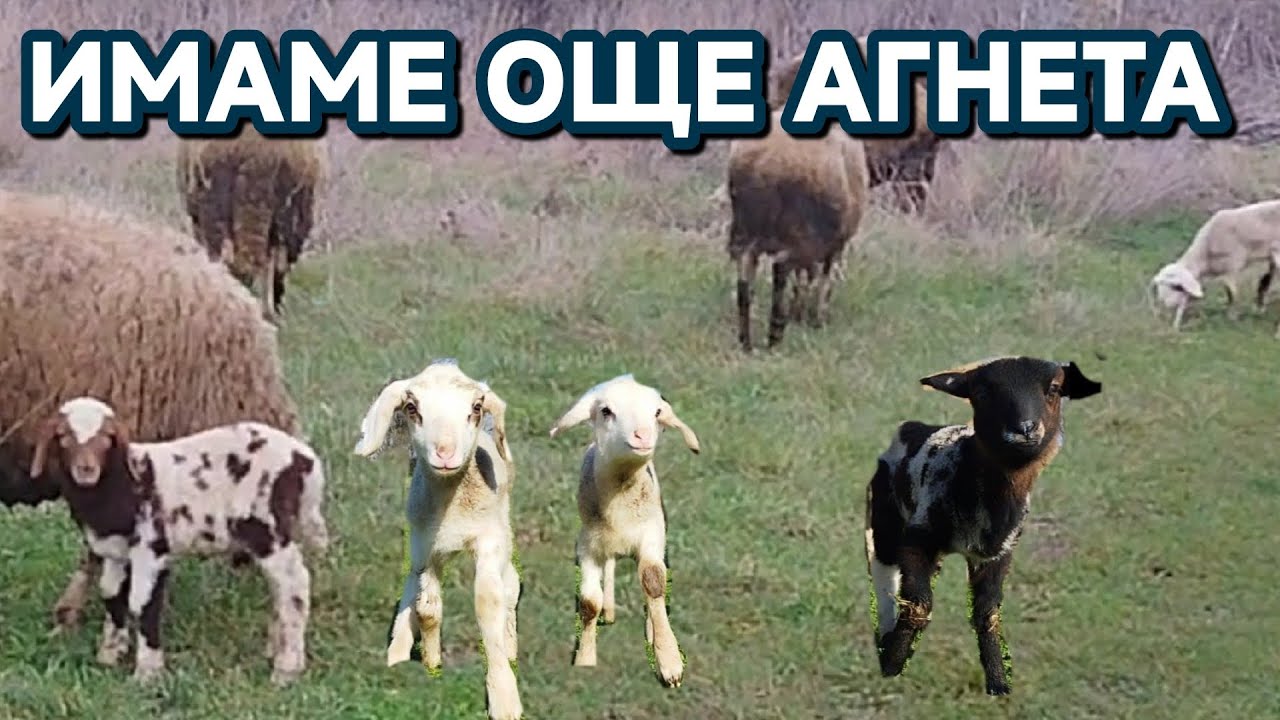 ПРОДАДОХ ОВЦАТА И ИМАМЕ ОЩЕ АГНЕТА #farming #automobile #lifeisbutadream #animals #villagelife 