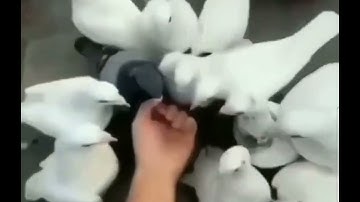 spongebob disappointed sound pigeons meme