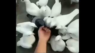 spongebob disappointed sound pigeons meme