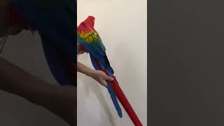 Burung Macaw Scarlet pasarburungbarito parrot parrotlover burungimport macawscarletburungmacaw