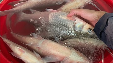 Câu đêm bè bình thạnh cùng anh 2 trúng ngây đàn cá cóc khủng