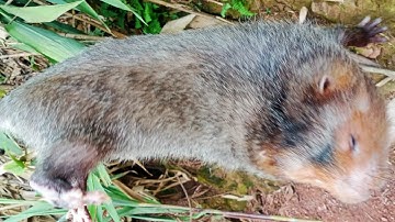 Đi đào sắn gặp dúi rừng khủng