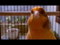 Kenari lucu, pakai cek kamera dulu #kenari #birdsound #kenarigacor