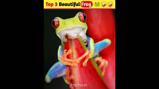 Top 3 Beautiful Frog ??.. कमाल के फैक्ट्स @FACTOHIT14 ytshorts facts viral