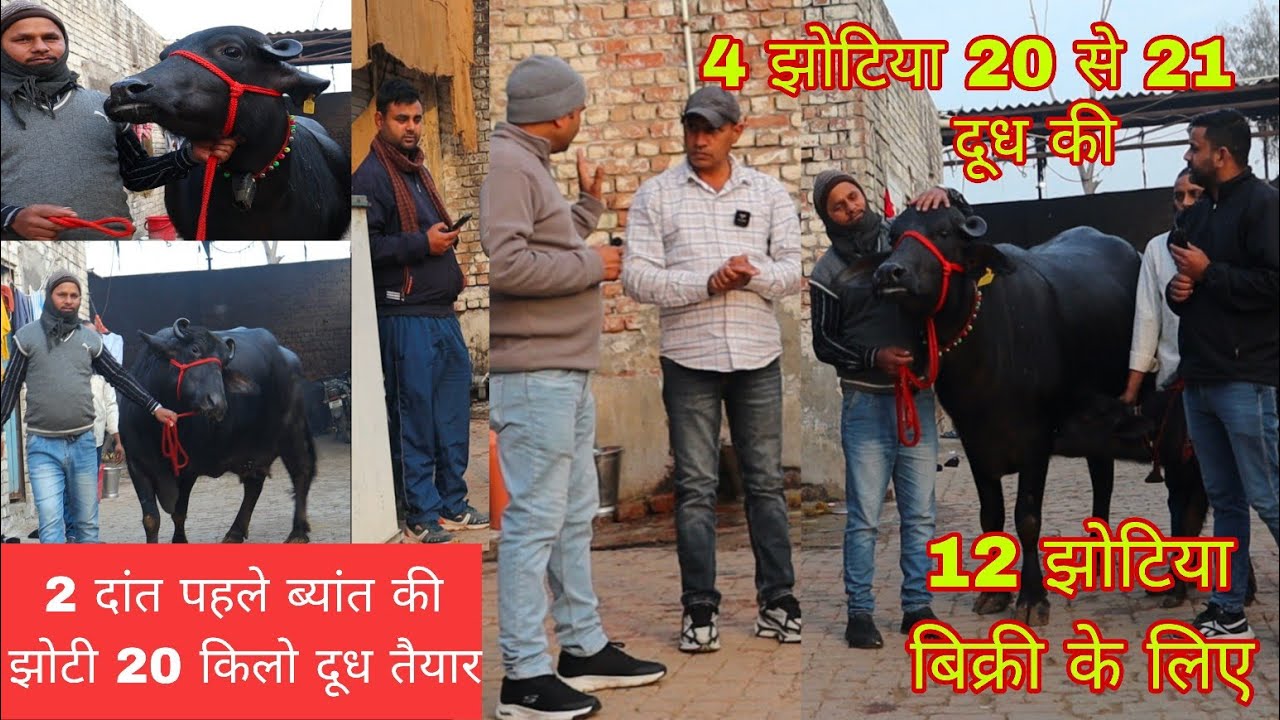 12 झोटिया बिक्री के लिए 2 दांत पहले ब्यांत की झोटी 20 किलो दूध तैयार 4 झोटिया 20 से 21 किलो दूध की 