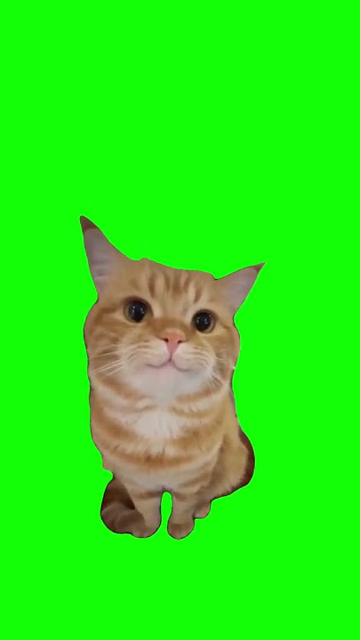 Mentahan kucing green screen❤ #cat #greenscreen #fyp#shorts#viralvideo
