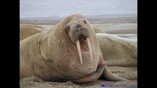Facts: The Walrus