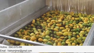 Máy rửa phân loại Xoài tươi