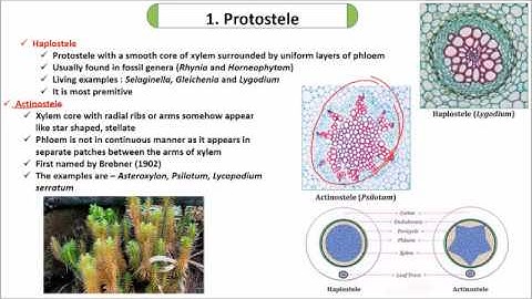 Stelar Evolution in Pteridophytes and higher plants