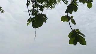 Download Lagu OLAIAN          RIGHT-HANDED SOFT BOOMERANG ORANGE MP3