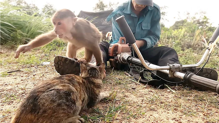 Monkey Farmer - Cut grass around the house to avoi...