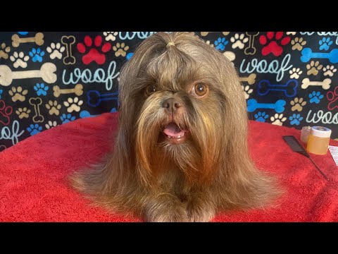 Video: ¿Los shih tzus mudan mucho pelo?