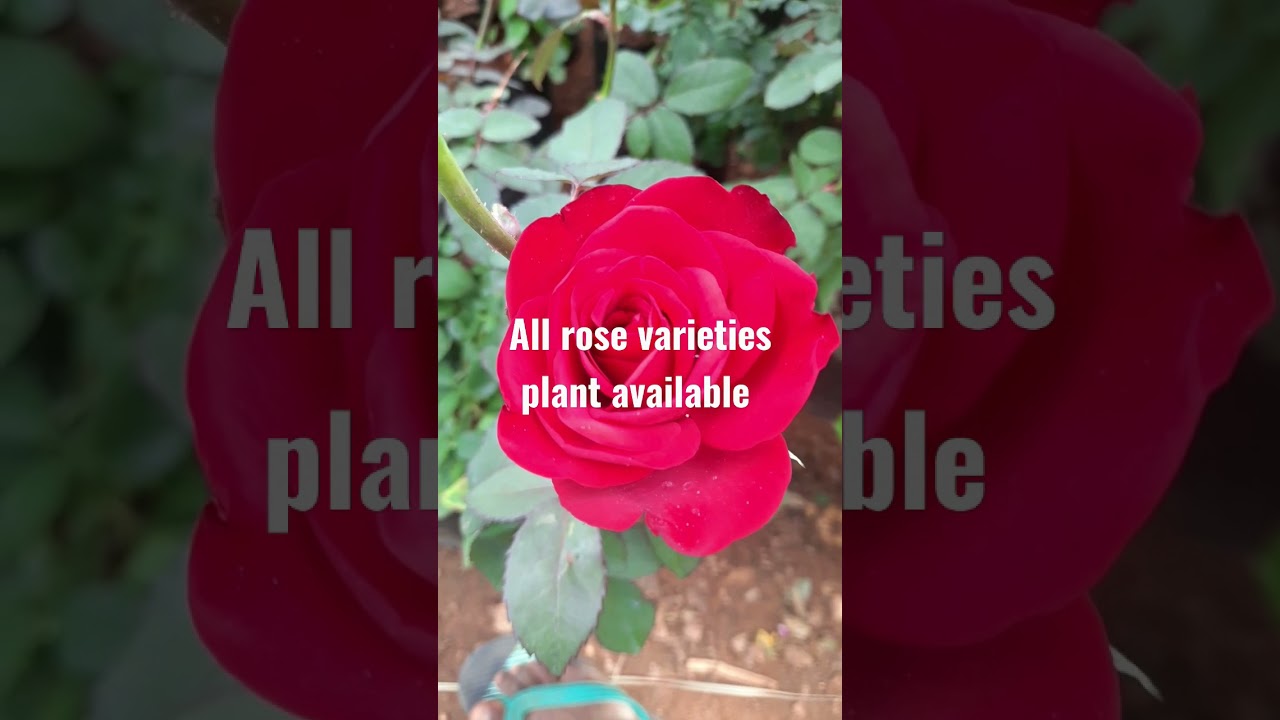 Rose plants// rose rare varieties//Double colors rose// kodi rose 82482 39904