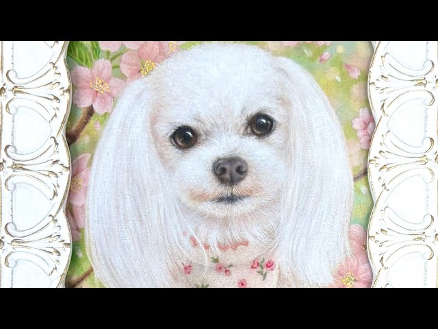 色鉛筆画【マユちゃん / マルチーズ】のメイキング動画♪ - YouTube
