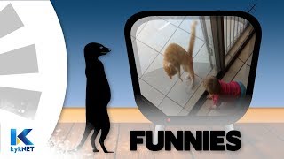 Kwela Funnies Feite & Geite Wenners 2018 | kykNET