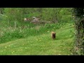 Bullmastiff pup meets Dad for the first time: Bullmastiff Pup, nr Rugeley - Lichfield