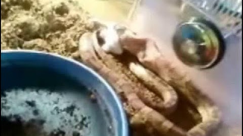 Snake eating a bit too big mouse ;P part 2