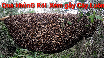 Bắt tổ ong rừng khủng dài rần 2m đống xém gẫy luôn cây tràm