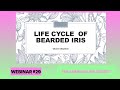 Webinar 29 The Life Cycle Of Bearded Iris By Chuck Chapman Webinar 29 The Life Cycle Of Bearded Iris By Chuck Chapman