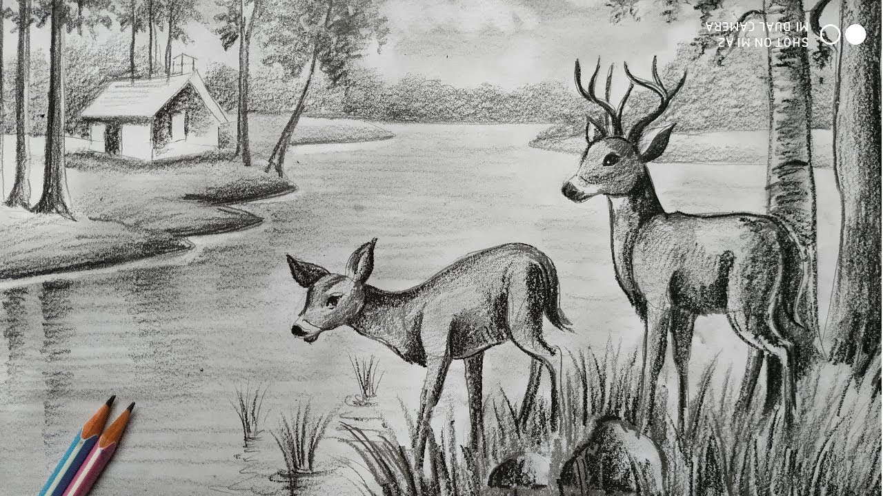 Portrait of deer drawn by hand in pencil. Originals, no tracing Stock Photo  - Alamy