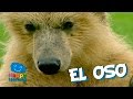 El Oso, un Mamífero muy Goloso | Videos para Niños