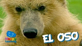 El Oso, un Mamífero muy Goloso | Videos para Niños
