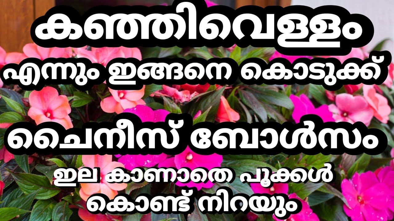 Chinese Bolsam Secret Flowering Tip|കഞ്ഞിവെള്ളം എന്നും ഇങ്ങനെ ചൈനീസ്‌ ബോൽസത്തിനു കൊടുക്ക്..