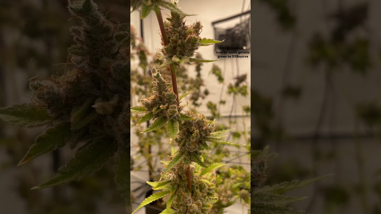 Grease monkey strain exotic genetix