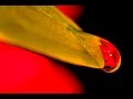 MACRO PHOTOGRAPHY TIPS AND TRICKS - Refracted Flower In Water Droplet