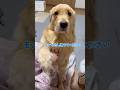 モンちゃん撫でてください#goldenretriever #ゴールデンレトリバー