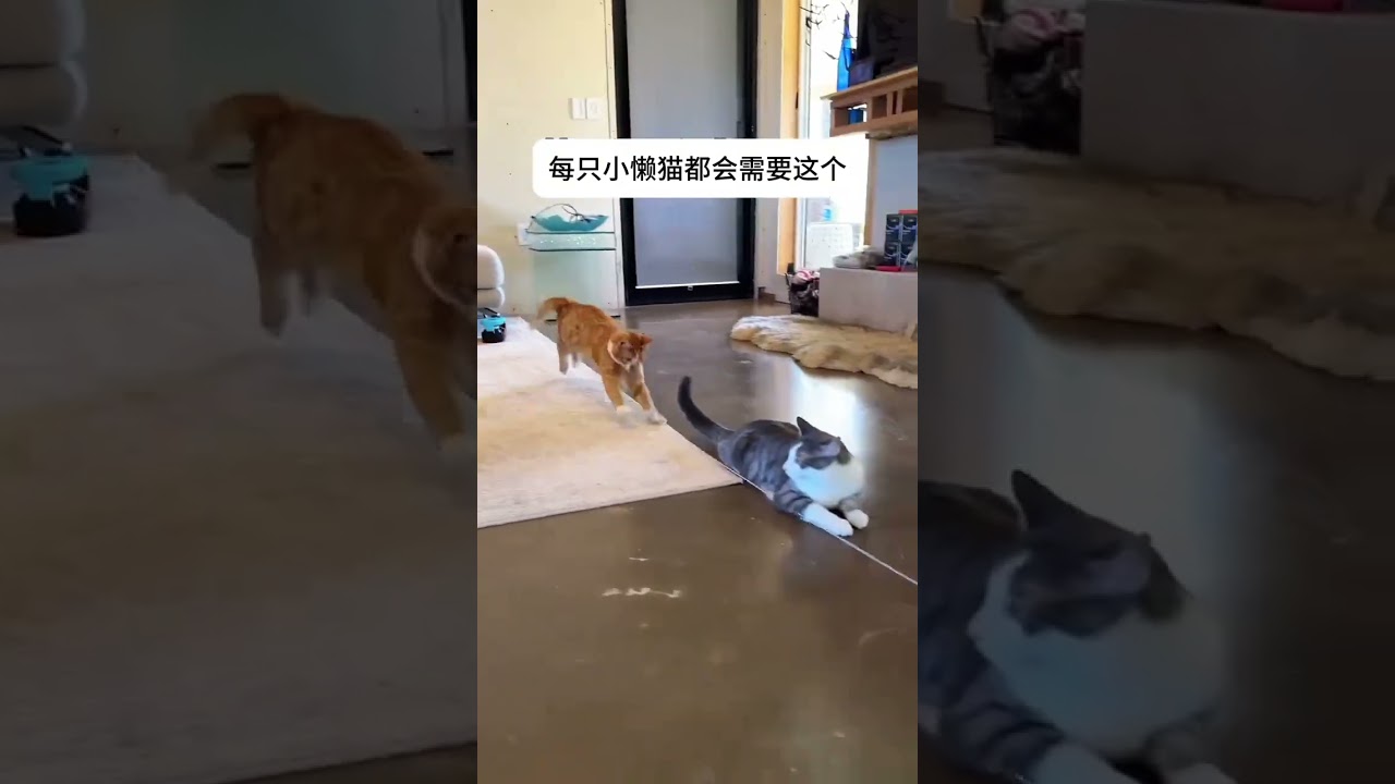 Every little lazy cat can’t refuse to play with this toy. Cat Daily Cute Pet Cat