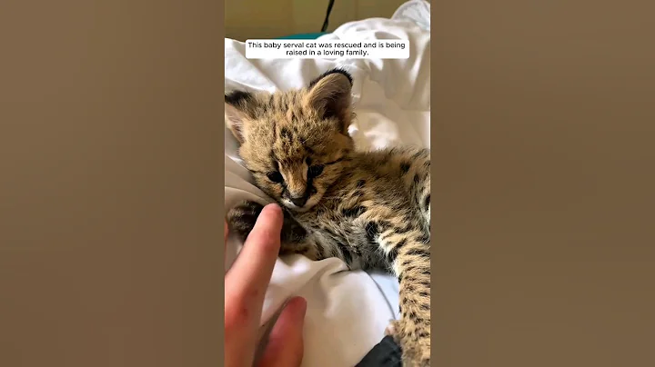 Video 5382351: serval cat rescue, rescued baby serval, serval cat loving, family rescued