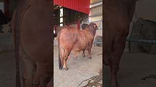 আপেল এগ্রো ফার্মের সেরা শাহিওয়াল ষাঁড় গরুর কালেকশন #shortvideo #cow #bullfarm #farming #cattleworld