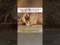 リカオンの子を捕らえたライオン！ 本当の狙いは何だったのか？ #ライオン #リカオン #野生の記録 #動物観察 #自然