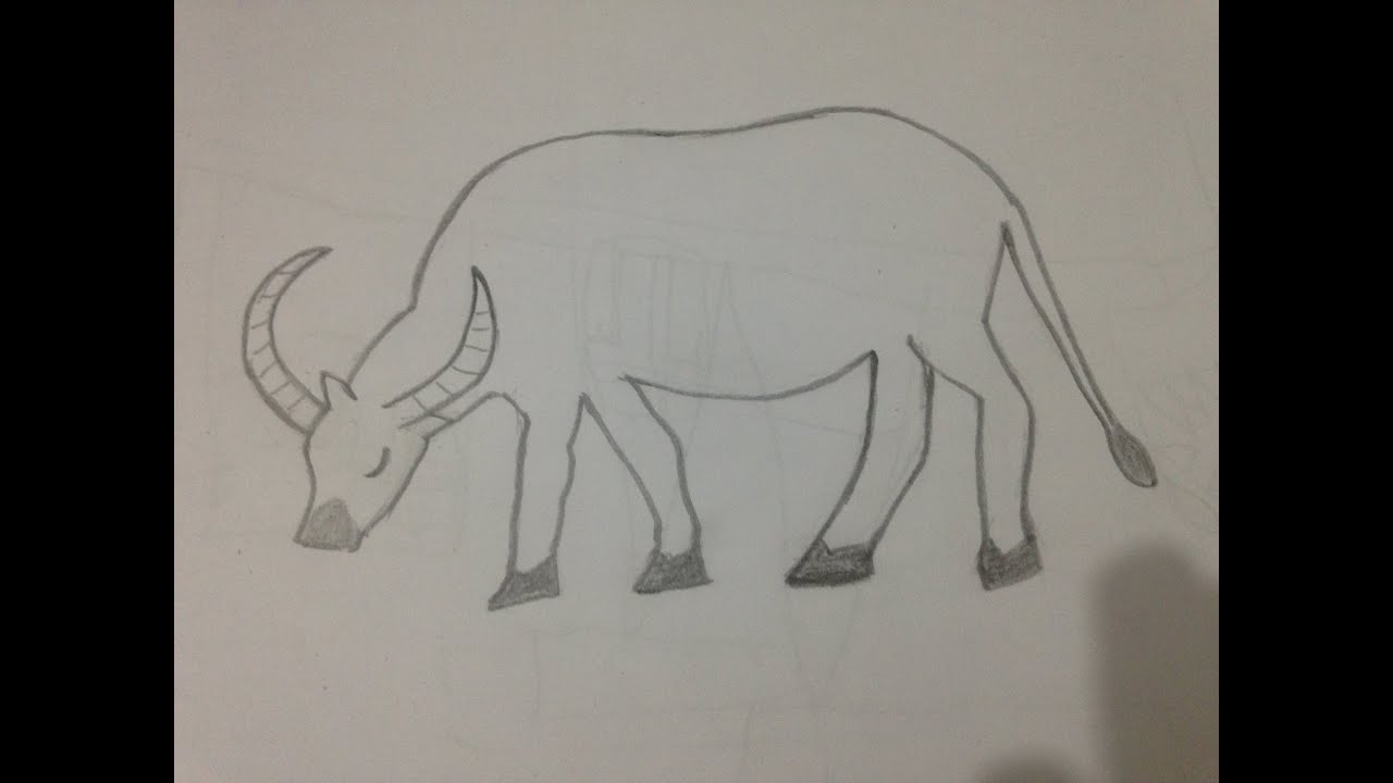 Vẽ Con Trâu  How to draw a buffalo  Bông Kids TV  YouTube