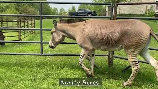 zonkey - zedonk - zebra - zebra hybrid
