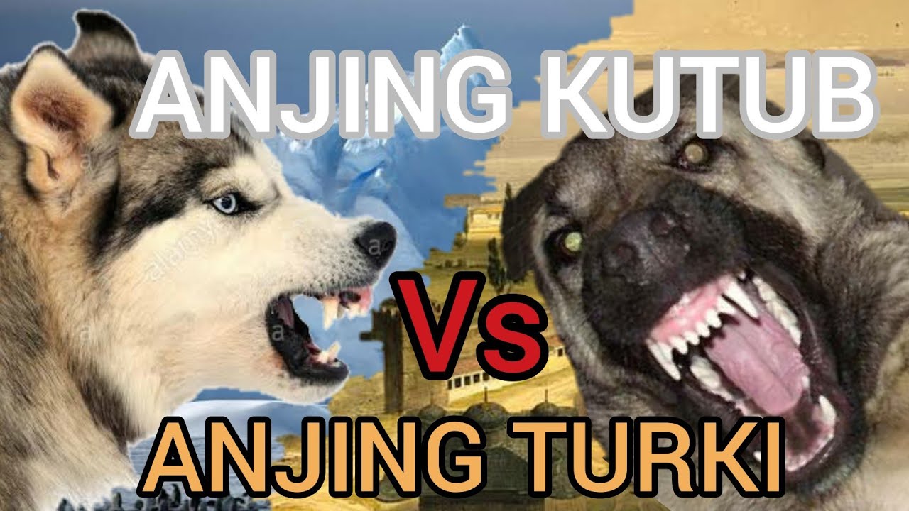 Anjing Kutub Vs Anjing Turki Anjingraksasa The Biggest Dog Youtube