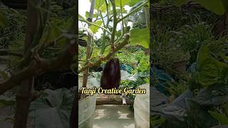 বেগুন গাছে ফুল ঝরে যাচ্ছে ফুল আসছে না তো বন্ধুরা এই খাবারটি অবশ্যই গাছে প্রয়োগ করুন