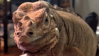 This Lizard Was Used For Experiment Now See How He Reacts To Human Love