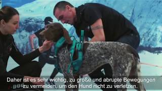 I-DOG | Hundegeschirr Phoenix | Serie ALM | X-WILD