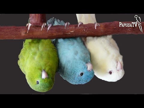 Catherine Parakeet the Little-Known Pet - Hanging like a Bat