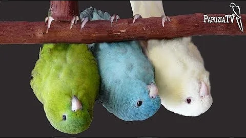 Catherine Parakeet the Little-Known Pet - Hanging ...