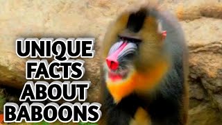 unique facts about baboons